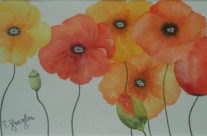 Mohn 90×50